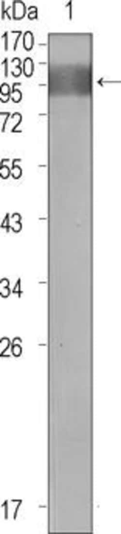 Invitrogen VEGF Receptor 1 Monoclonal Antibody (3D10) 100 &mu;L; Unconjugated:Antibodies,