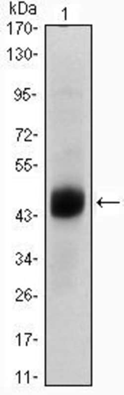 Invitrogen FOXA2 Monoclonal Antibody (7H4B7) 100 &mu;L; Unconjugated:Antibodies,