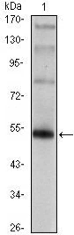 Invitrogen FOXP3 Monoclonal Antibody (4C7) 100 &mu;L; Unconjugated:Antibodies,