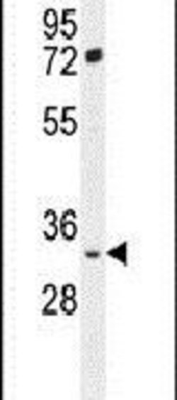 FRG2B Rabbit anti-Human, Polyclonal, Invitrogen 400 &mu;L; Unconjugated:Antibodies,