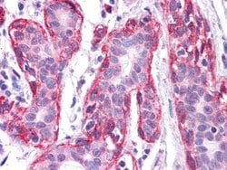 Invitrogen FRK Monoclonal Antibody (1A8H2C12) 100 &mu;L; Unconjugated:Antibodies,