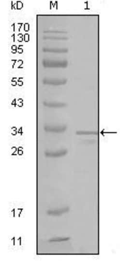 Invitrogen FRK Monoclonal Antibody (1A8H2C12) 100 &mu;L; Unconjugated:Antibodies,
