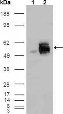 Invitrogen FRK Monoclonal Antibody (1A8H2C12) 100 &mu;L; Unconjugated:Antibodies,