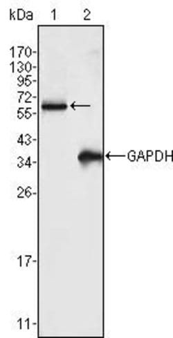 Invitrogen FRK Monoclonal Antibody (4E1) 100 &mu;L; Unconjugated:Antibodies,