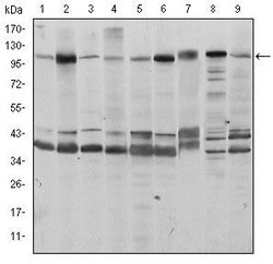 Invitrogen FUK Monoclonal Antibody (6E2) 100 &mu;L; Unconjugated:Antibodies,