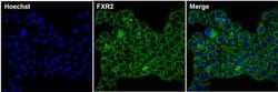 Invitrogen FXR2 Monoclonal Antibody (1G2) 100 &mu;L | Buy Online | Invitrogen&trade; | Fisher Scientific