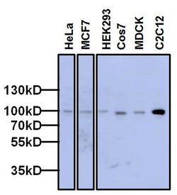 Invitrogen FXR2 Monoclonal Antibody (1G2) 100 &mu;L | Buy Online | Invitrogen&trade; | Fisher Scientific