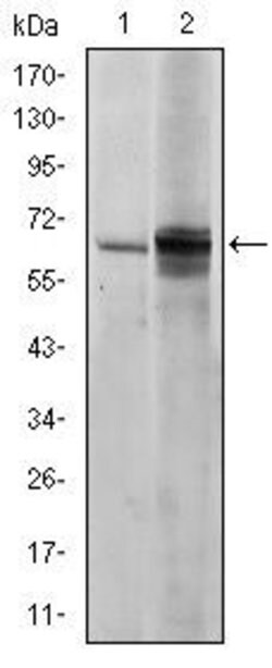 Invitrogen Fyn Monoclonal Antibody (2H8) 100 &mu;L | Buy Online | Invitrogen&trade; | Fisher Scientific