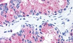 FZD1 Polyclonal Antibody, Invitrogen 50 μg; Unconjugated:Antibodies,