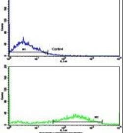Fascin Rabbit anti-Human, Polyclonal, Invitrogen 400 &mu;L; Unconjugated:Antibodies,