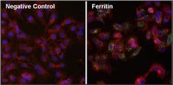 Invitrogen™ Ferritin Monoclonal Antibody (521)