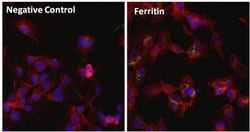 Invitrogen Ferritin Monoclonal Antibody (101) 100 &mu;g; Unconjugated:Antibodies,