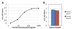 Ferritin Monoclonal Antibody (521), Invitrogen 1 mg; Unconjugated:Antibodies