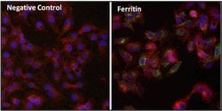 Invitrogen™ Ferritin Monoclonal Antibody (523)
