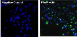 Invitrogen Fibronectin Monoclonal Antibody (3F12) 100 &mu;g; Unconjugated:Antibodies,
