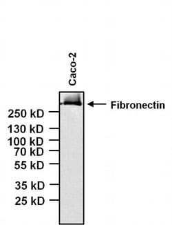 Invitrogen Fibronectin Monoclonal Antibody (3F12) 100 &mu;g; Unconjugated:Antibodies,