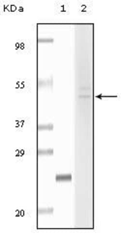 Invitrogen Fibulin 5 Monoclonal Antibody (3F10A5, 3F8A12) 100 &mu;L; Unconjugated:Antibodies,