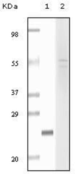 Invitrogen Fibulin 5 Monoclonal Antibody (3F8D5,7F8D5) 100 &mu;L; Unconjugated:Antibodies,