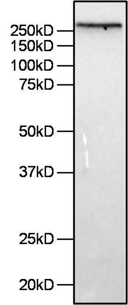 Filamin A Monoclonal Antibody (FLMN01 (PM6/317)), Invitrogen 500 &mu;L | Buy Online | Invitrogen | Fisher Scientific