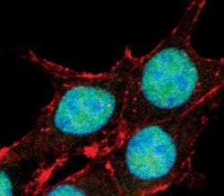 Invitrogen FOXO3A Monoclonal Antibody (K.115.9) 100 &mu;L; Unconjugated:Antibodies,