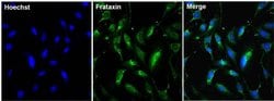 Invitrogen FXN Monoclonal Antibody (NPM-1B2) 50 &mu;L; Unconjugated:Antibodies,