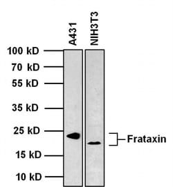 Invitrogen FXN Monoclonal Antibody (NPM-1B2) 50 &mu;L; Unconjugated:Antibodies,
