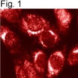 Invitrogen Furin Polyclonal Antibody 100 &mu;L; Unconjugated:Antibodies,