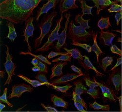 Invitrogen GADD34 Polyclonal Antibody 100 &mu;g; Unconjugated:Antibodies,