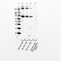 Invitrogen GADD34 Polyclonal Antibody 100 &mu;g; Unconjugated:Antibodies,
