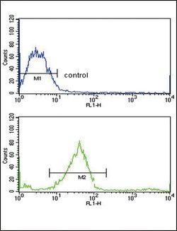 GALNT3 Polyclonal Antibody, Invitrogen 400 &mu;L; Unconjugated:Antibodies,