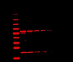 Invitrogen Goat anti-Mouse IgG (H+L) Highly Cross-Adsorbed Secondary Antibody,