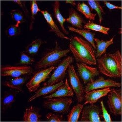 Invitrogen GAPDH Loading Control Monoclonal Antibody (GA1R), DyLight 488