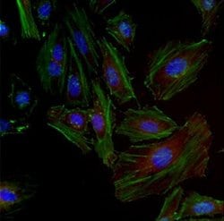 Invitrogen GAPDH Loading Control Monoclonal Antibody (GA1R), DyLight 550