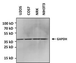 Invitrogen GAPDH Polyclonal Antibody, HRP 50 &mu;L; HRP:Antibodies, Polyclonal