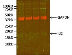 Invitrogen GAPDH Monoclonal Antibody (1D4) 100 &mu;L; Unconjugated:Antibodies,