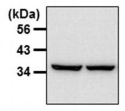 GAPDH Loading Control Monoclonal Antibody (GA1R), Biotin, Invitrogen 50