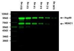 Invitrogen Goat anti-Rabbit IgG (H+L) Highly Cross-Adsorbed Secondary Antibody,