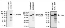 Invitrogen GATA2 Polyclonal Antibody:Antibodies:Primary Antibodies