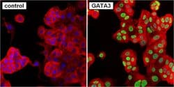 Invitrogen GATA3 Monoclonal Antibody (1A12-1D9) 100 &mu;g; Unconjugated:Antibodies,