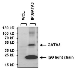 Invitrogen GATA3 Monoclonal Antibody (1A12-1D9) 100 &mu;g; Unconjugated:Antibodies,