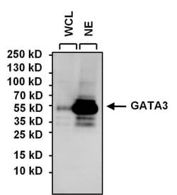 Invitrogen GATA3 Monoclonal Antibody (1A12-1D9) 100 &mu;g; Unconjugated:Antibodies,