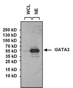 Invitrogen GATA3 Polyclonal Antibody 100 &mu;g; Unconjugated:Antibodies,