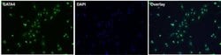 Invitrogen GATA4 Polyclonal Antibody:Antibodies:Primary Antibodies