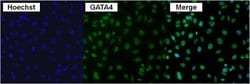 Invitrogen GATA4 Polyclonal Antibody:Antibodies:Primary Antibodies
