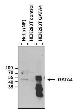 Invitrogen GATA4 Polyclonal Antibody:Antibodies:Primary Antibodies