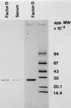 Invitrogen Complement Factor D Monoclonal Antibody (D10/4) 400 &mu;L; Unconjugated:Antibodies,