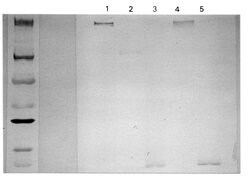 Invitrogen Complement C3a Monoclonal Antibody (K13/16-5.7) 400 &mu;L; Unconjugated:Antibodies,