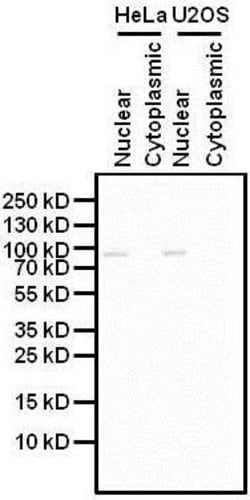 Invitrogen GCN5 Monoclonal Antibody (2GC-2C11) 50 &mu;L; Unconjugated:Antibodies,