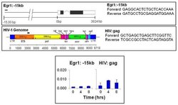 Invitrogen GCN5 Monoclonal Antibody (2GC-2C11) 50 &mu;L; Unconjugated:Antibodies,