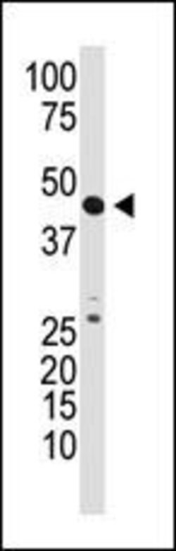 GDF3 Rabbit anti-Human, Mouse, Polyclonal, Invitrogen 400 &mu;L; Unconjugated:Antibodies,